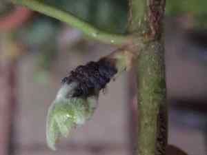 aphid on ivy